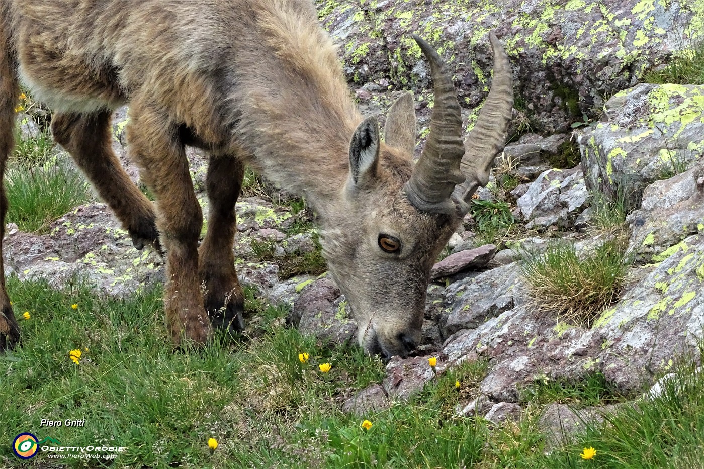 87 Uno stambecco sta brucando al Passo di Mezzeno.JPG